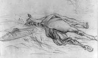 sketch of a dead horse