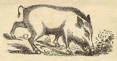 sketch of a wild boar