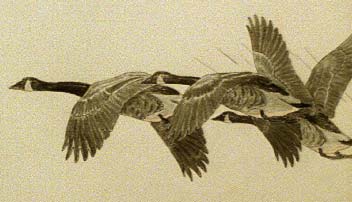 illustration of flying geese