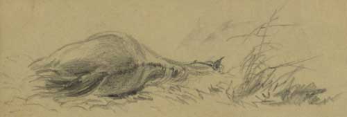 dead horse sketched by A. Waud