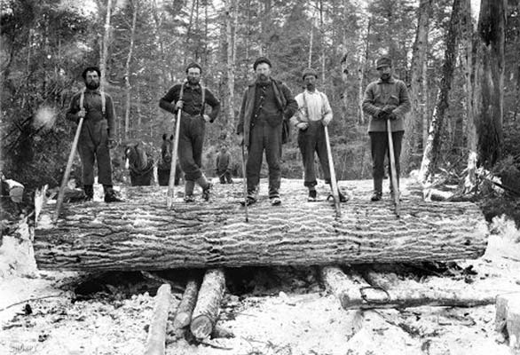 Lumberjacks atop a large fallen tree