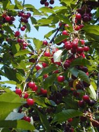 photo of wild cherries