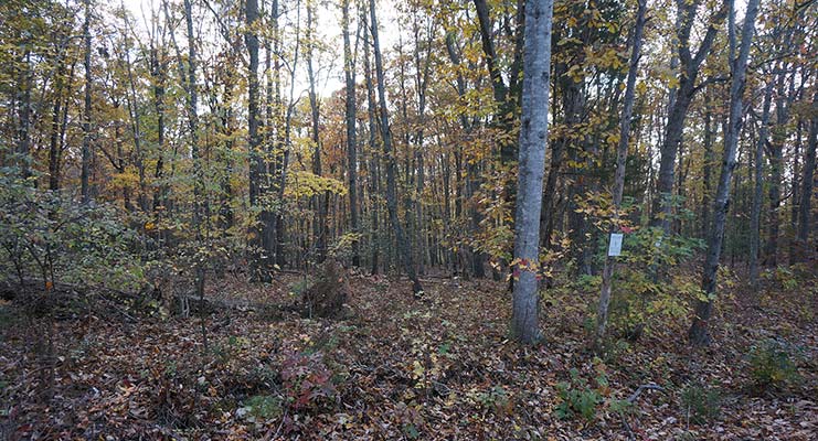 Photo of the Woods where the earthworks were