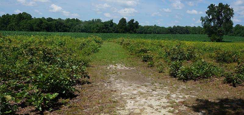 The Spindle Farm Today